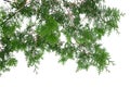 Evergreen tree branch isolated on white background Royalty Free Stock Photo