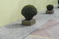 Evergreen tree Buxus in pot at the light green building