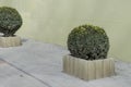 Evergreen tree Buxus in pot at the light green building