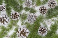 Evergreen tree Christmas pine cones with branch on a white background. Decorate element flat lay Royalty Free Stock Photo