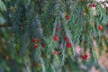 Evergreen tree close up. Yew tree. Green natural pattern. Taxus baccata.