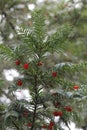 Evergreen tree close up. Yew tree. Green natural pattern. Taxus baccata. Red yew tree. Royalty Free Stock Photo