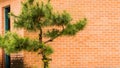 Evergreen tree in front of red brick building Royalty Free Stock Photo