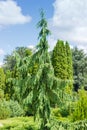 Evergreen tree of genus Junipers in park Royalty Free Stock Photo