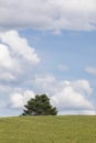 Evergreen tree on a green hill and blue sky Royalty Free Stock Photo