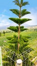 evergreen tree growing on the mountainside