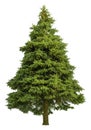 Cutout pine tree. Conifer isolated on white background