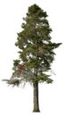 Cut out pine tree. Spruce isolated Royalty Free Stock Photo