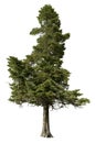 Cut out pine tree. Spruce isolated Royalty Free Stock Photo