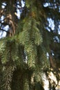 Picea abies branch close up Royalty Free Stock Photo