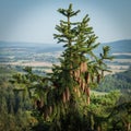 evergreen tree on the rock festooned with pinecone Royalty Free Stock Photo