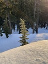 Evergreen Tree Snow Forest Overlook Royalty Free Stock Photo