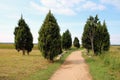 Evergreen tree thuja, arborvitaes Royalty Free Stock Photo