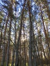 Evergreen trees and blue sky.