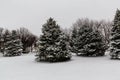 Evergreen trees covered with snow