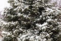 Evergreen trees covered with snow