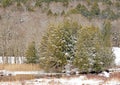 evergreen trees covered in Winter white snow at field edge Royalty Free Stock Photo