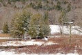 evergreen trees covered in Winter white snow at field edge