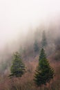 Evergreen Trees in Foggy Mountainside Air