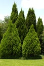 Evergreen trees in green yard Royalty Free Stock Photo