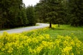 Evergreen trees growing at both sides of paved road, meadow with yellow flowers at foreground, road curve on way, driving around Royalty Free Stock Photo