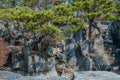 Evergreen trees growing from man made wall of boulders Royalty Free Stock Photo