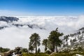Evergreen trees high on the mountain; sea of white clouds in the background covering the valley, Mount San Antonio (Mt Baldy), Los