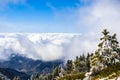 Evergreen trees high on the mountain; sea of white clouds in the background covering the valley, Mount San Antonio (Mt Baldy), Los Royalty Free Stock Photo