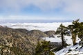 Evergreen trees high on the mountain; sea of white clouds in the background covering the valley, Mount San Antonio (Mt Baldy), Los Royalty Free Stock Photo