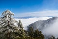 Evergreen trees high on the mountain; sea of white clouds in the background covering the valley, Mount San Antonio (Mt Baldy), Los Royalty Free Stock Photo