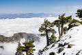 Evergreen trees high on the mountain; sea of white clouds in the background covering the valley, Mount San Antonio (Mt Baldy), Los Royalty Free Stock Photo