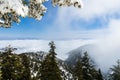 Evergreen trees high on the mountain; sea of white clouds in the background covering the valley, Mount San Antonio (Mt Baldy), Los Royalty Free Stock Photo