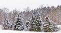 evergreen trees on hillside covered in freshly fallen Winter white snow