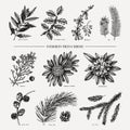 Evergreen trees and shrubs illustrations collection. Vintage Christmas elements. Hand drawn botanical drawings of branches with