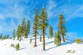 Evergreen Trees on the Snowy Peak of Mammoth Mountain Royalty Free Stock Photo