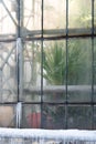 Tropical palm tree growing inside old glasshouse in winter, view thought glass wall covered with ice Royalty Free Stock Photo