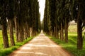 Evergreen Tuscan Cypress Trees along the countryside road: in Tuscany Royalty Free Stock Photo