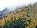 Evergreen vegetation and rarely low coniferous shrubs on the slopes of the Ratikon border mountain massif or Raetikon, Mainfeld Royalty Free Stock Photo