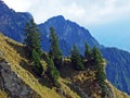 Evergreen vegetation and rarely low coniferous shrubs on the slopes of the Ratikon border mountain massif or Raetikon, Mainfeld Royalty Free Stock Photo