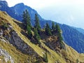 Evergreen vegetation and rarely low coniferous shrubs on the slopes of the Ratikon border mountain massif or Raetikon, Mainfeld Royalty Free Stock Photo