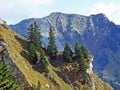 Evergreen vegetation and rarely low coniferous shrubs on the slopes of the Ratikon border mountain massif or Raetikon, Mainfeld Royalty Free Stock Photo