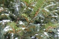 Evergreen yew branches with immature cones covered with snow