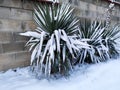 Evergreen yucca under white snow, natural anomaly