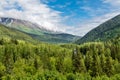 Evergreens in Alaskan Wilderness