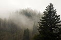 Evergreens, Autumn, Great Smoky Mountains