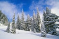 Evergreens covered in snow