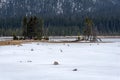 Evergreens and dead tree stumps frozen in Goat Pond, Kananaskis Country, Alberta Royalty Free Stock Photo