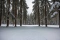 Evergreens laden with heavy winter snow