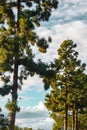 Evergreens with panaramic view of sky with nimbus, cumulous clouds