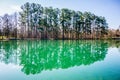Evergreens reflecting in a pond in spring on a sunny day Royalty Free Stock Photo
